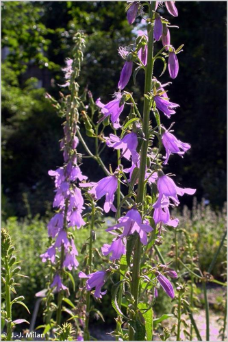 <i>Campanula rapunculoides</i> L., 1753 &copy; null