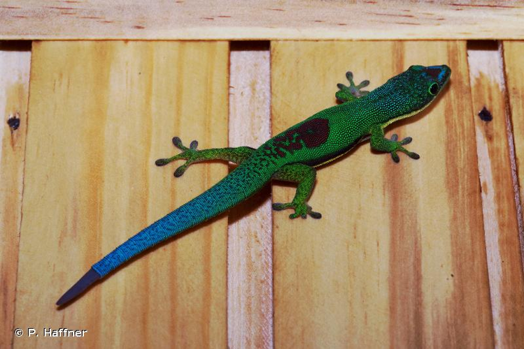 <i>Phelsuma lineata</i> Gray, 1842 &copy; P. Haffner