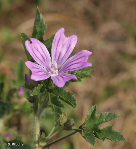 <i>Malva sylvestris</i> L., 1753 &copy; S. Filoche