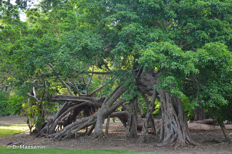 <i>Ficus benghalensis</i> L., 1753 &copy; D. Massemin