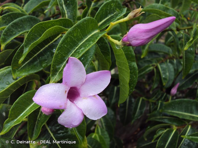 <i>Cryptostegia madagascariensis</i> Bojer ex Decne., 1837 &copy; C. Delnatte - DEAL Martinique
