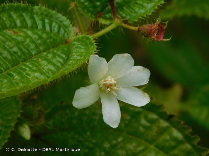 <i>Clidemia hirta</i> (L.) D.Don, 1823 &copy; C. Delnatte - DEAL Martinique