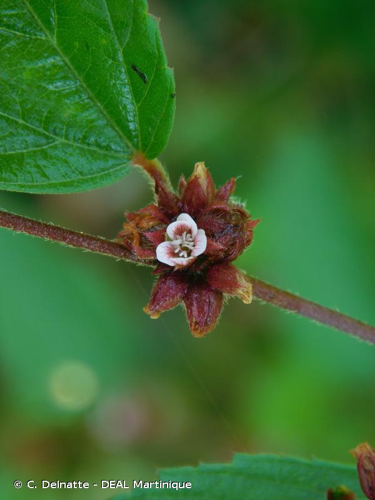<i>Melochia nodiflora</i> Sw., 1788 &copy; C. Delnatte - DEAL Martinique