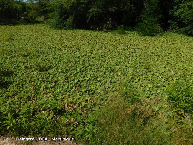 <i>Pistia stratiotes</i> L., 1753 &copy; C. Delnatte - DEAL Martinique