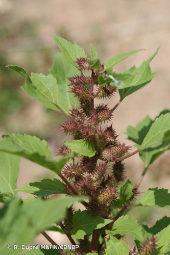 <i>Xanthium orientale </i>subsp.<i> italicum</i> (Moretti) Greuter, 2003 &copy; R. Dupré MNHN/CBNBP