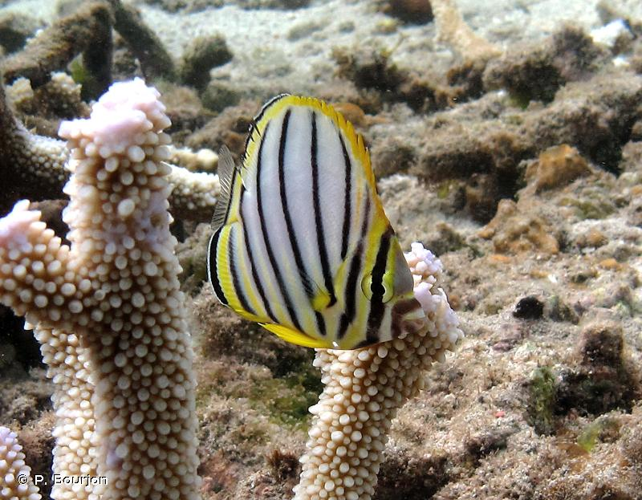 <i>Chaetodon meyeri</i> Bloch & Schneider, 1801 &copy; P. Bourjon
