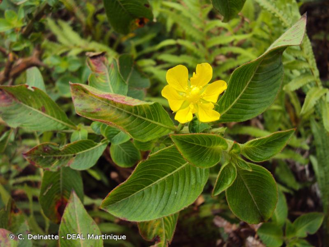 <i>Ludwigia leptocarpa</i> (Nutt.) H.Hara, 1953 &copy; C. Delnatte - DEAL Martinique