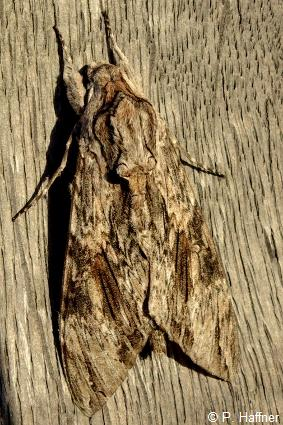 <i>Agrius convolvuli</i> (Linnaeus, 1758) &copy; P. Haffner