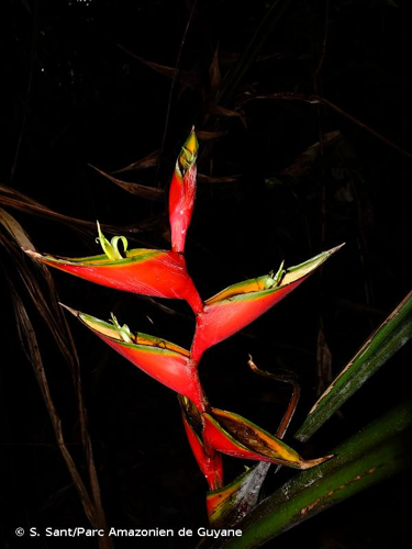 <i>Heliconia bihai</i> (L.) L., 1771 &copy; S. Sant/Parc Amazonien de Guyane