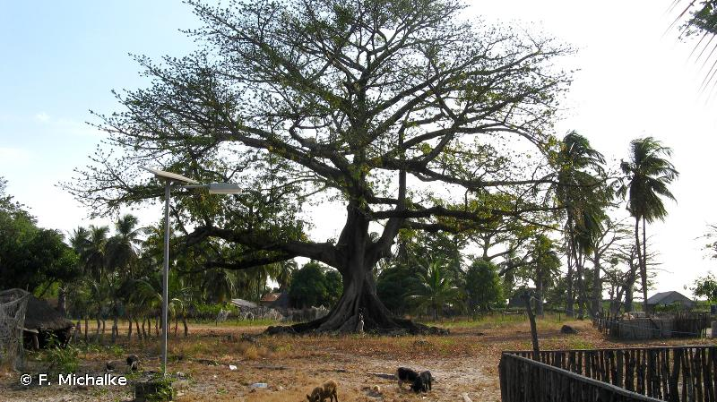 <i>Ceiba pentandra</i> (L.) Gaertn., 1791 &copy; F. Michalke