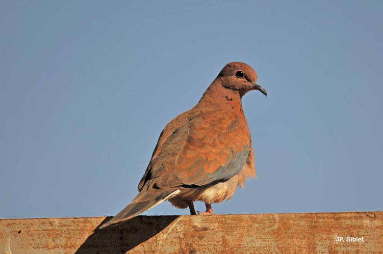 <i>Streptopelia senegalensis</i> (Linnaeus, 1766) &copy; J.P. Siblet