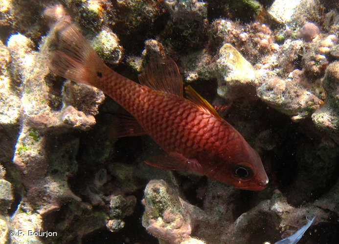 <i>Pristiapogon kallopterus</i> (Bleeker, 1856) &copy; P. Bourjon