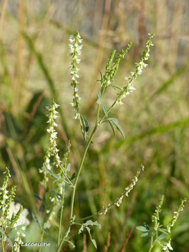 <i>Melilotus albus</i> Medik., 1787 &copy; A. Lacoeuilhe