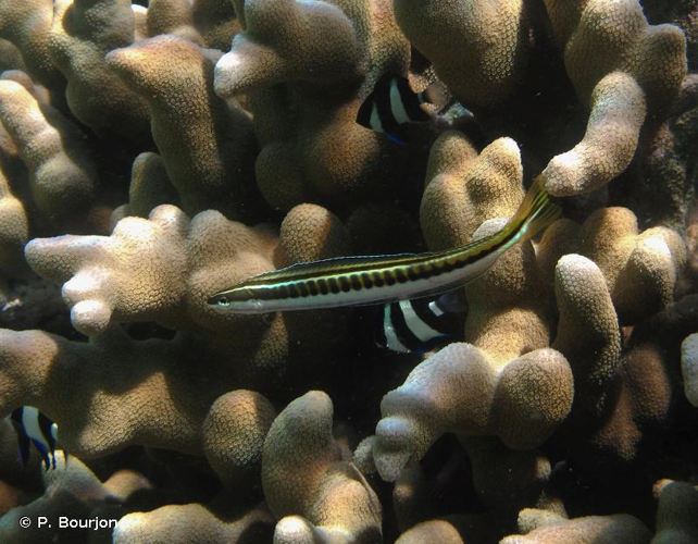 <i>Plagiotremus tapeinosoma</i> (Bleeker, 1857) &copy; P. Bourjon