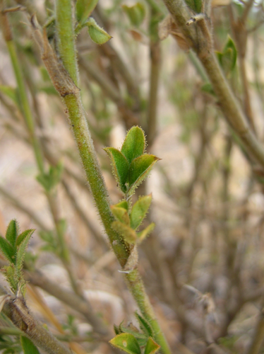<i>Stylosanthes fruticosa</i> (Retz.) Alston, 1931 &copy; CBNM - Sonia Francoise