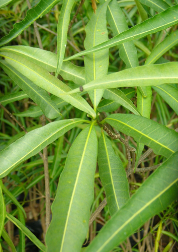 <i>Tabernaemontana persicariifolia</i> Jacq., 1791 &copy; CBNM - Sonia Francoise
