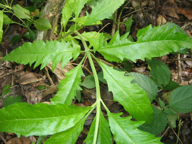 <i>Buddleja indica</i> Lam., 1785 &copy; Particulier - Jean-Michel Probst