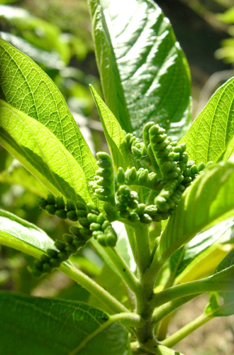 <i>Tournefortia arborescens</i> Lam., 1792 &copy; CBNM - Sonia Francoise