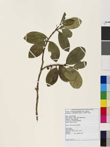 <i>Turraea oppositifolia</i> (Cav.) Harms, 1896 &copy; CBNM - Herbier CBNM
