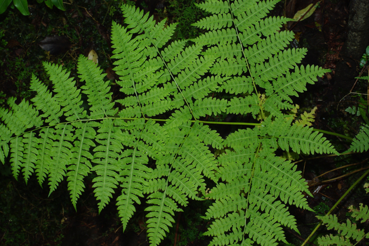 <i>Pteris nevillei</i> Baker, 1891 &copy; CBNM - Christian Fontaine