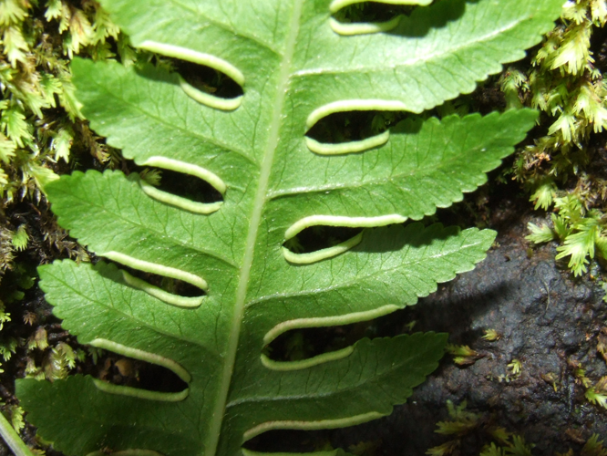 <i>Pteris pseudolonchitis</i> Bory ex Willd., 1810 &copy; Particulier - Joël Dupont