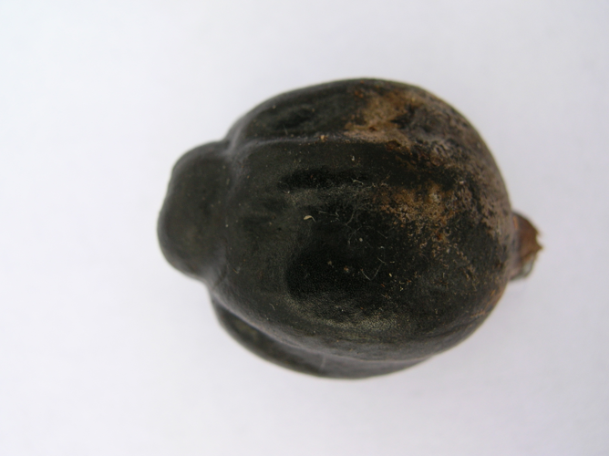 <i>Hernandia mascarenensis</i> (Meisn.) Kubitzki, 1969 &copy; CBNM - Sonia Francoise