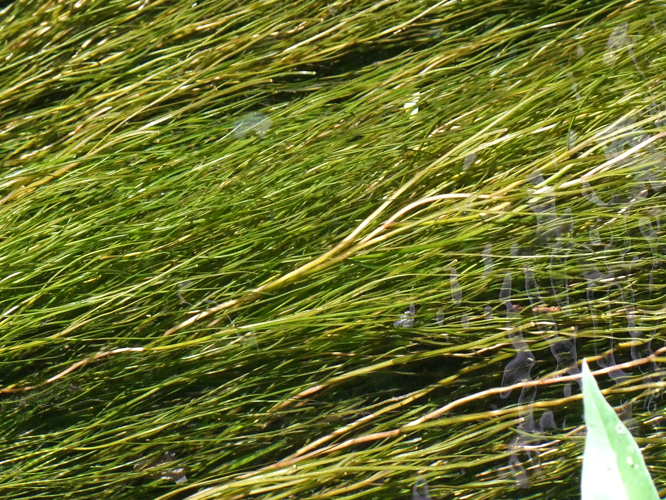 <i>Stuckenia pectinata</i> (L.) Börner, 1912 &copy; Particulier - Joël Dupont