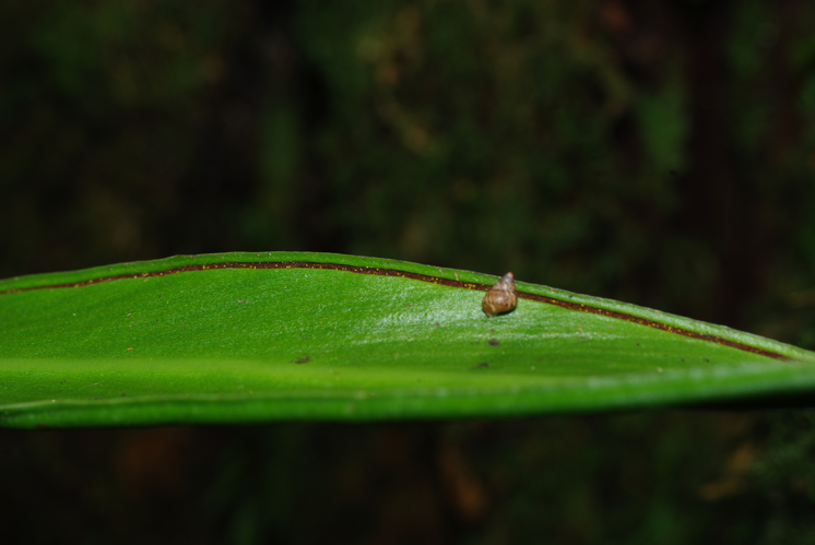 <i>Haplopteris scolopendrina</i> (Bory) C.Presl, 1836 &copy; CBNM - Christian Fontaine