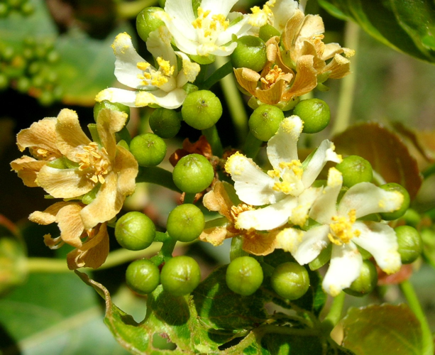 <i>Ruizia populnea</i> (Cav.) Dorr, 2020 &copy; CBNM - Sonia Francoise
