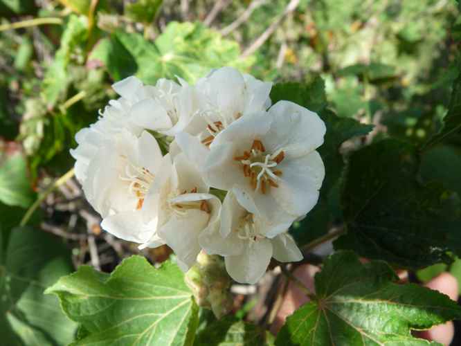 <i>Dombeya acutangula var. palmata (Cav.) Arènes, 1959</i> &copy; Christian FONTAINE