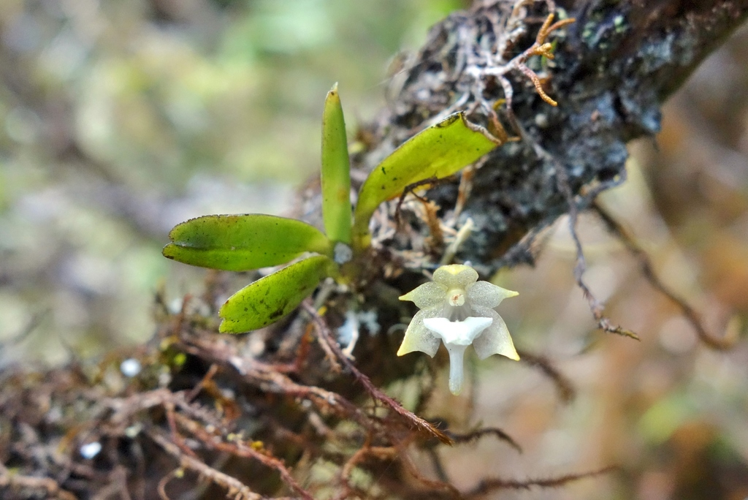 <i>Aeranthes adenopoda H.Perrier, 1938</i> &copy; Thibaud Aronson