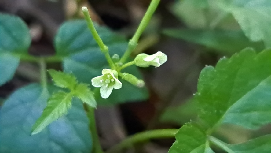 <i>Cardamine africana L., 1753</i> &copy; Elmar Vrooyen