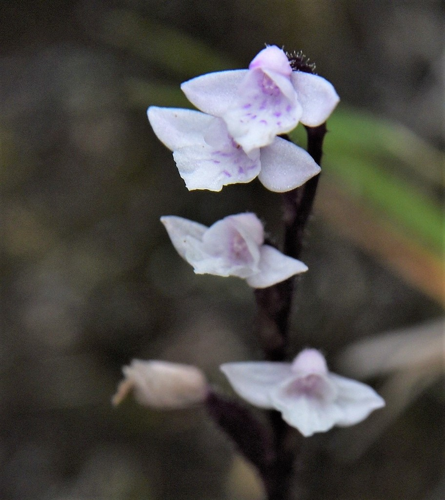 <i>Cynorkis breviplectra (Frapp.) Schltr., 1915</i> &copy; Thierry Cordenos