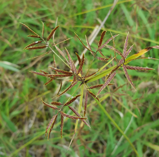 <i>Cyperus intactus Vahl, 1805</i> &copy; F. Rousseu