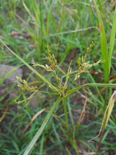 <i>Cyperus iria L., 1753</i> &copy; F. Rousseu