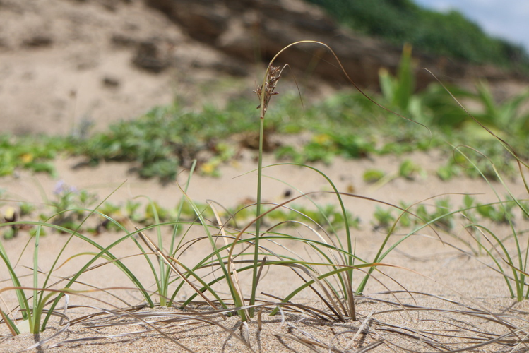 <i>Cyperus stolonifer Retz., 1786</i> &copy; Yueranic