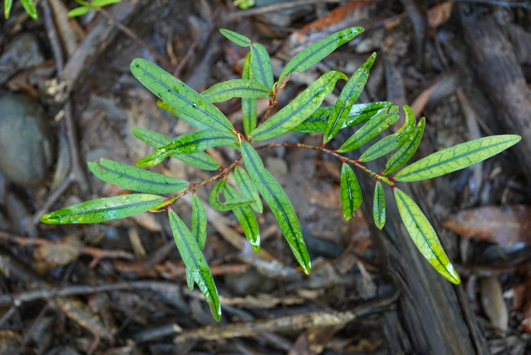 <i>Erythroxylum sideroxyloides Lam., 1786</i> &copy; Pierre-Louis Stenger