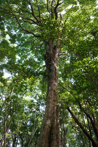<i>Syzygium borbonicum J.Guého & A.J.Scott, 1980</i> &copy; Pierre-Louis Stenger