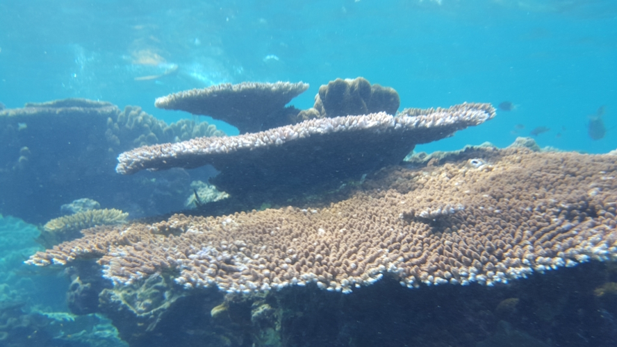<i>Acropora hyacinthus (Dana, 1846)</i> &copy; Kroessler