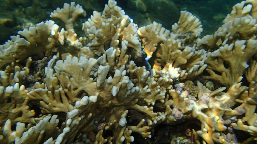 <i>Millepora tenera Boschma, 1949</i> &copy; Jacek Pietruszewski