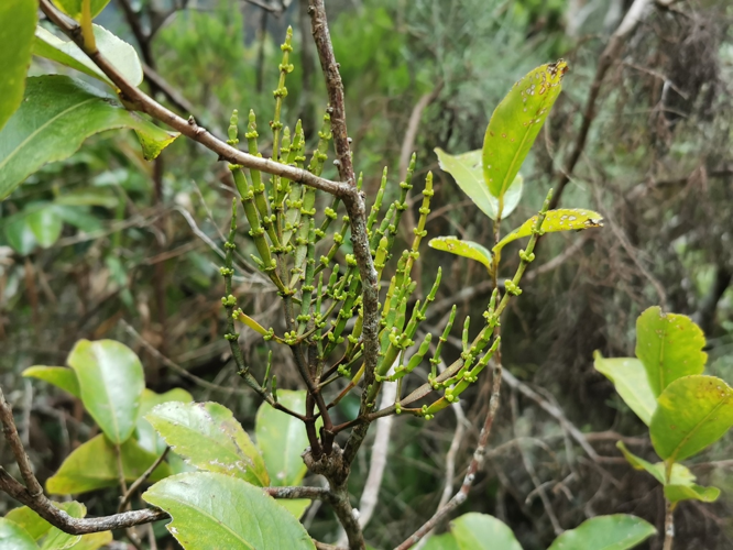 <i>Korthalsella gaudichaudii (Tiegh.) Lecomte, 1916</i> &copy; Jean-Philippe BASUYAUX