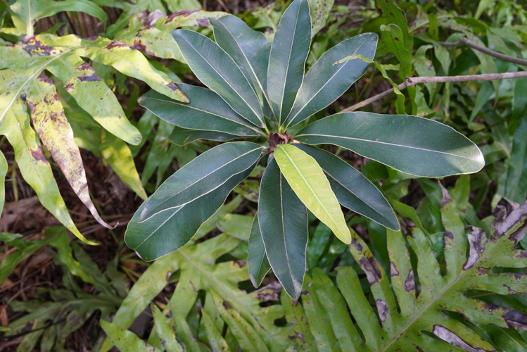 <i>Sideroxylon majus (C.F.Gaertn.) Baehni, 1965</i> &copy; Pierre-Louis Stenger
