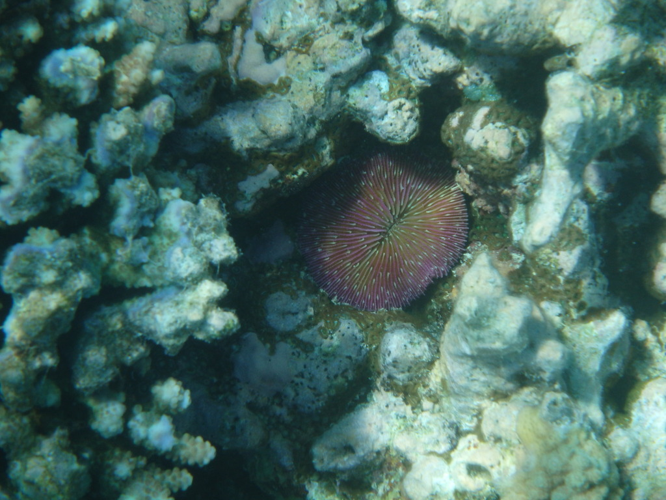 <i>Fungia fungites (Linnaeus, 1758)</i> &copy; Danny Stuart