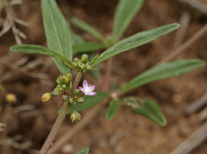 <i>Gisekia pharnacioides L., 1771</i> &copy; Wynand Uys