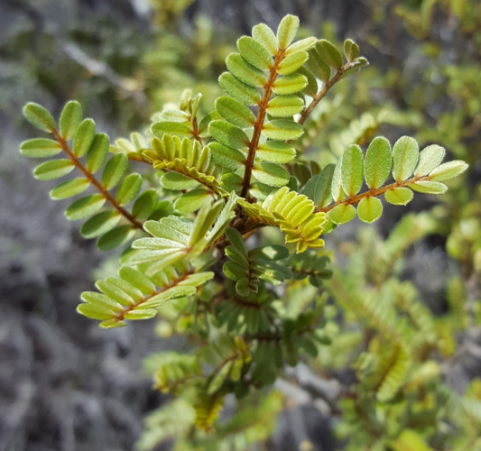 <i>Sophora denudata Bory, 1804</i> &copy; François Rousseu