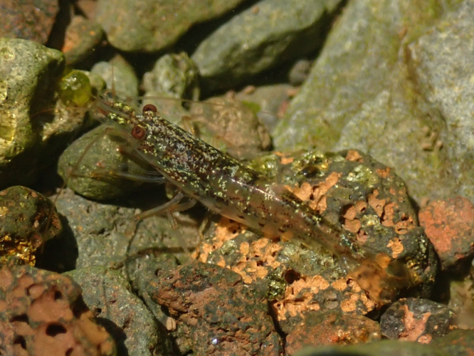 <i>Atyoida serrata (Spence Bate, 1888)</i> &copy; Guillaume Dupuy