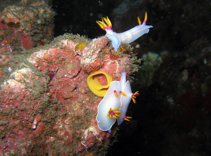 <i>Hypselodoris bullockii (Collingwood, 1881)</i> &copy; Thierry CORDENOS