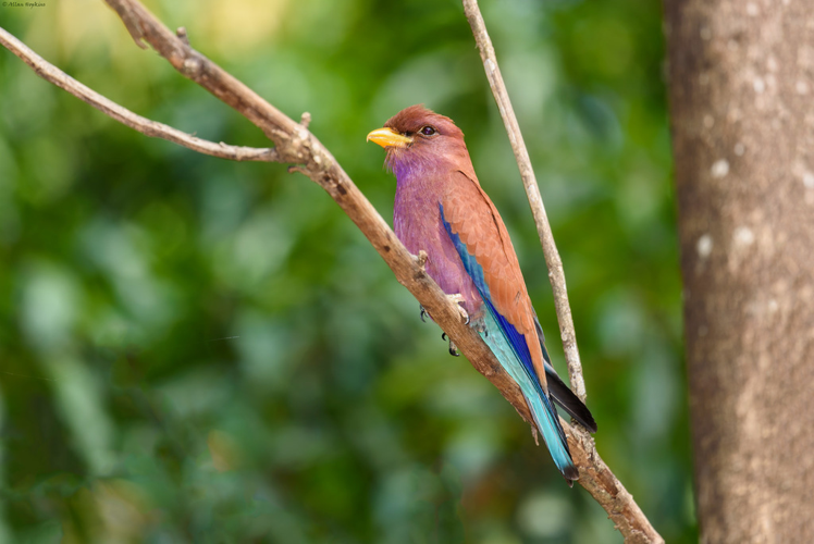 <i>Eurystomus glaucurus glaucurus (Müller, 1776)</i> &copy; Allan Hopkins