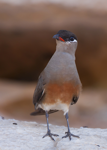 <i>Glareola ocularis J. Verreaux, 1833</i> &copy; Oleg Rozhko