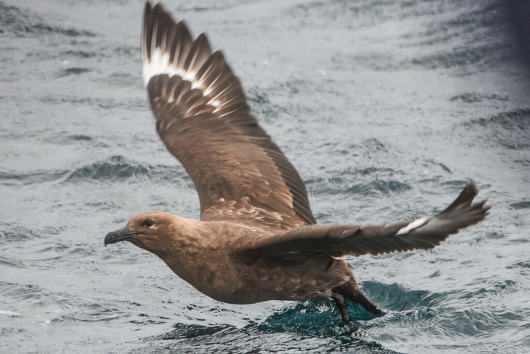 <i>Stercorarius antarcticus lonnbergi Mathews, 1912</i> &copy; Jay Pruett